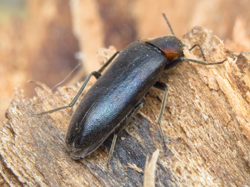 Phryganophilus auritus Motschulsky, 1845